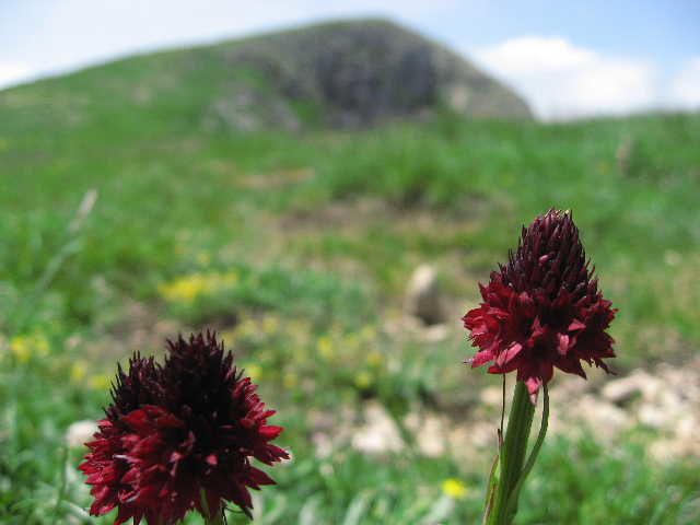 Album - Passeur-de-nature