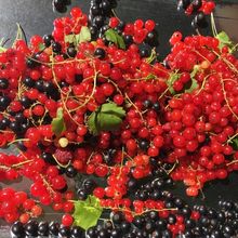 Framboises,cassis, groseilles et bleuets