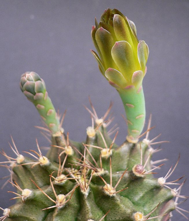 Plantes au port habituellement bas et à la spination très variable. Les fleurs se caractérisent par leur calice nu et écailleux. Le genre a une vaste aire de répartition dans les 2 tiers sud de l'Amérique du sud. Album des espèces de A à M.