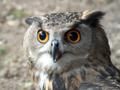 Le Hibou et le Papou