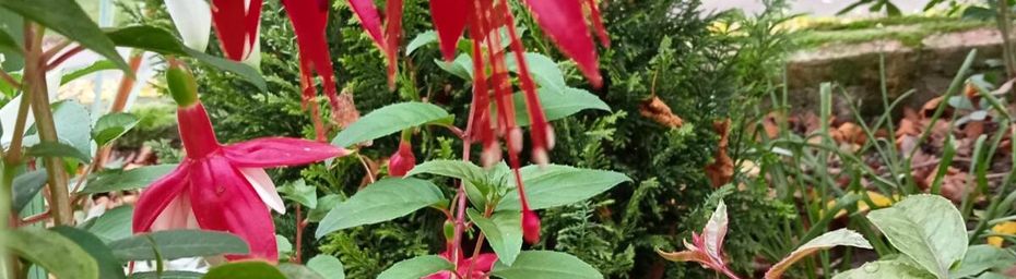 Derniers flash de couleurs: