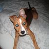 Fiona, p'tite femelle Amstaff x Bull Terrier 4 mois sous contrat d'asso (34)