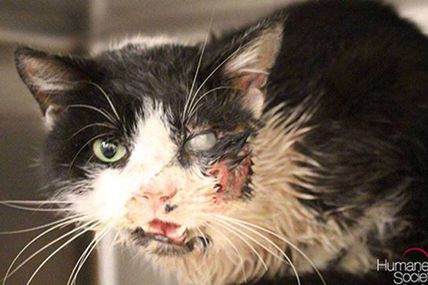 Un chat sort de sa tombe, 5 jours après sa « mort »