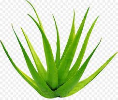 COMMENT ENTRETENIR UN ALOE VERA ? 