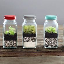 Comment faire un terrarium pour vos plantes ?