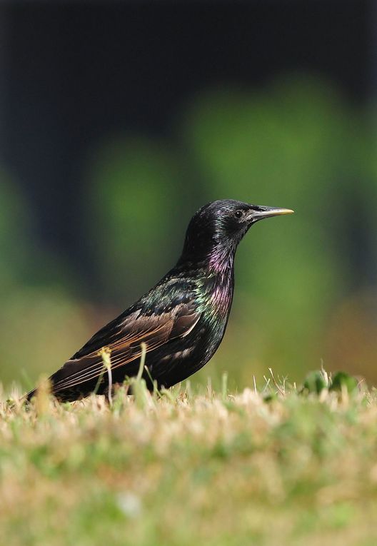 Etourneau sansonnet (Sturnus vulgaris).