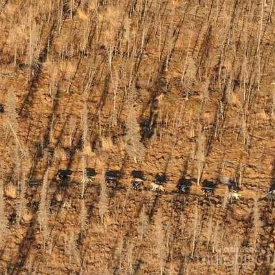 Iditarod : Buser Recommence...Sans Neige !