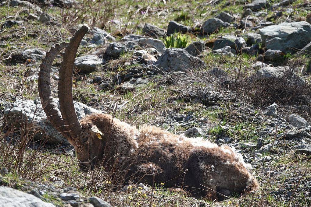 Après confinement Retour en montagne