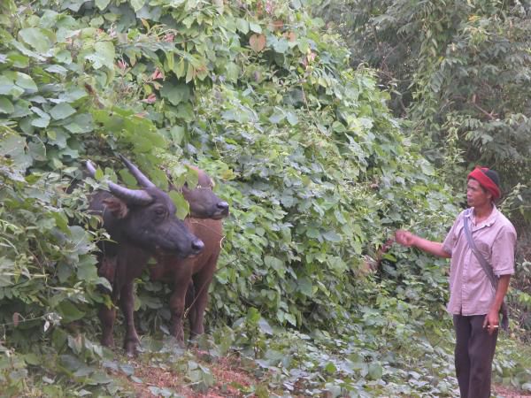 Juillet - Aout 2005
Voyage en Thailande, au Laos et au Cambodge