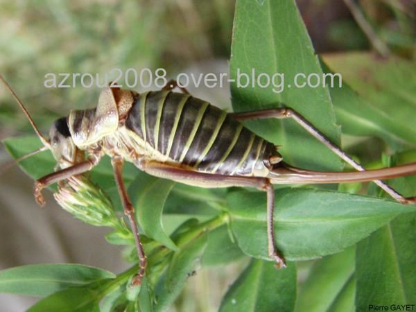 photos prises aux alentours du village de Chemilly, dans l'Allier (03), ainsi que dans la Nièvre (58) et le Puy-de-Dôme (63). Vous y trouverez principalement des photos d'insectes et de fleurs.