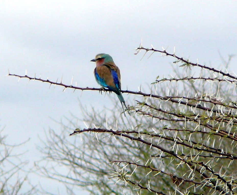 Album - Tanzanie-2007