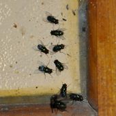 Les mouches montent au nez - Le blog de Séguié christian
