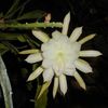 Epiphyllum Triumphant