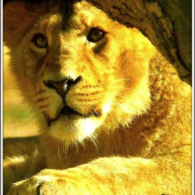 Animaux sauvages - lionceau d'Asie