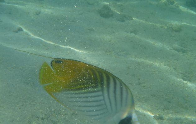 Les poissons papillon