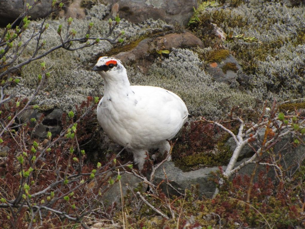 Album - 4 -ISLANDE---Le-Vatnajokull