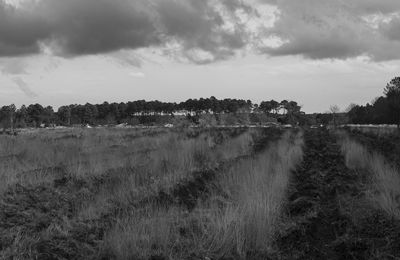 Landes (Tartas) giboulées en vue 