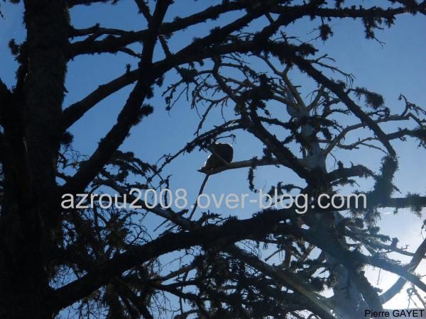 macaques de Barbarie (Macaca sylvanus) ou singe magot, dans une forêt de cèdres du moyen-Atlas marocain