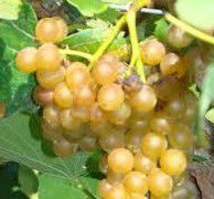 #White Ohio River Valley Wine Ontario Vineyards Canada