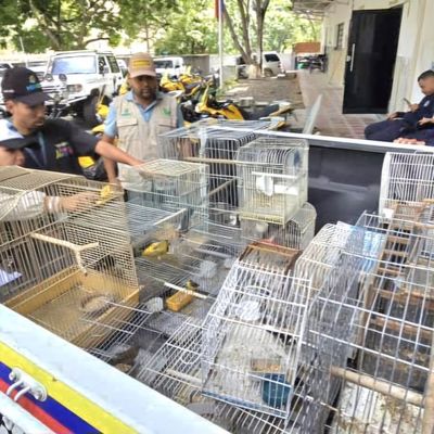 Ministerio de Ecosocialismo decomisa 25 aves ilegalmente enjauladas en sector Palo Verde de Petare en Caracas