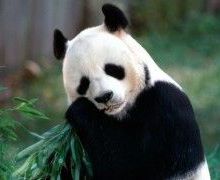 #Google: da #Panda Update a Panda #Everflux