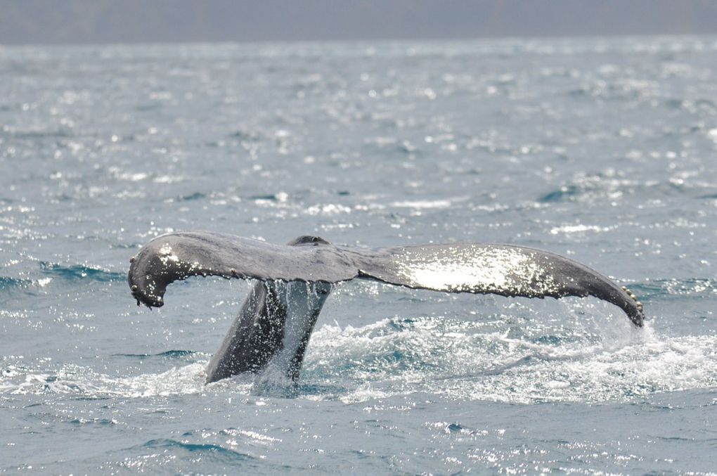 Album - baleines-et-casy