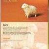 Album - Schafe-aus-Schafswolle