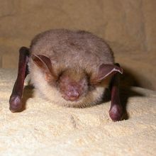 Chauve Souris et longévité : Bats are the longest-lived mammals 