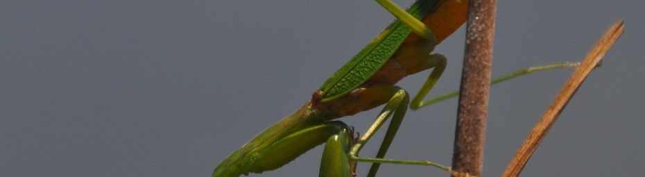 La mante religieuse (Mantis religiosa) de Mayotte au mont Choungui