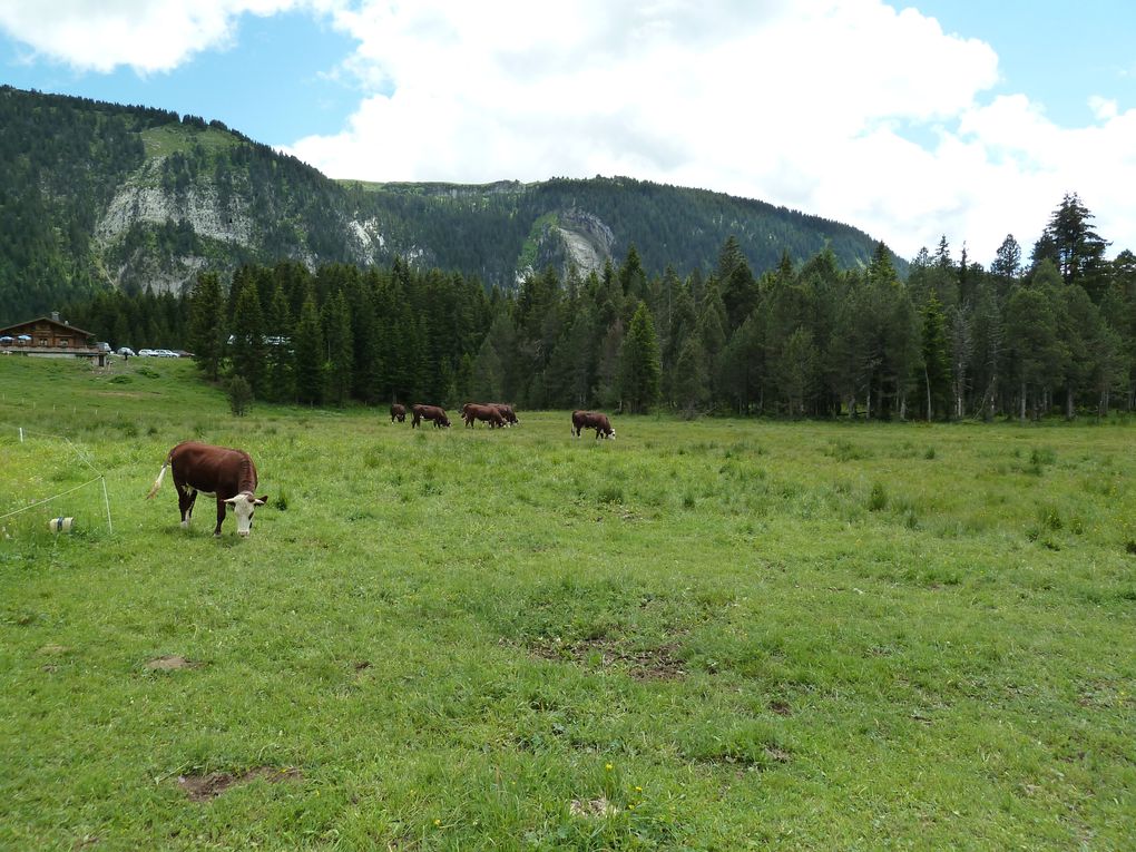 Album - Plateau-des-Glieres