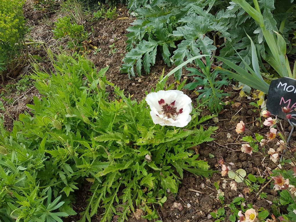 Jardin botanique universitaire