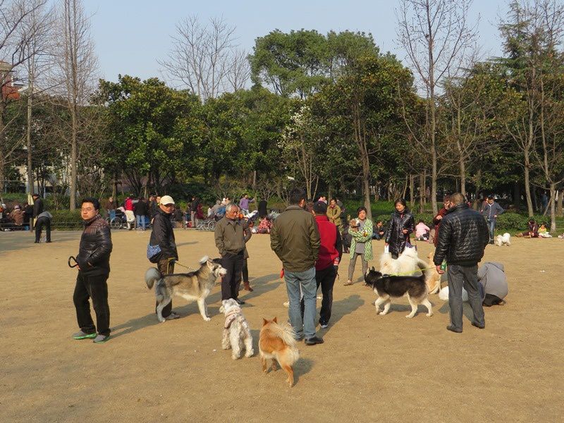 Beaucoup de parcs sont interdits aux chiens mais quand ils sont permis (Huashan par ex) c'est l'affluence!