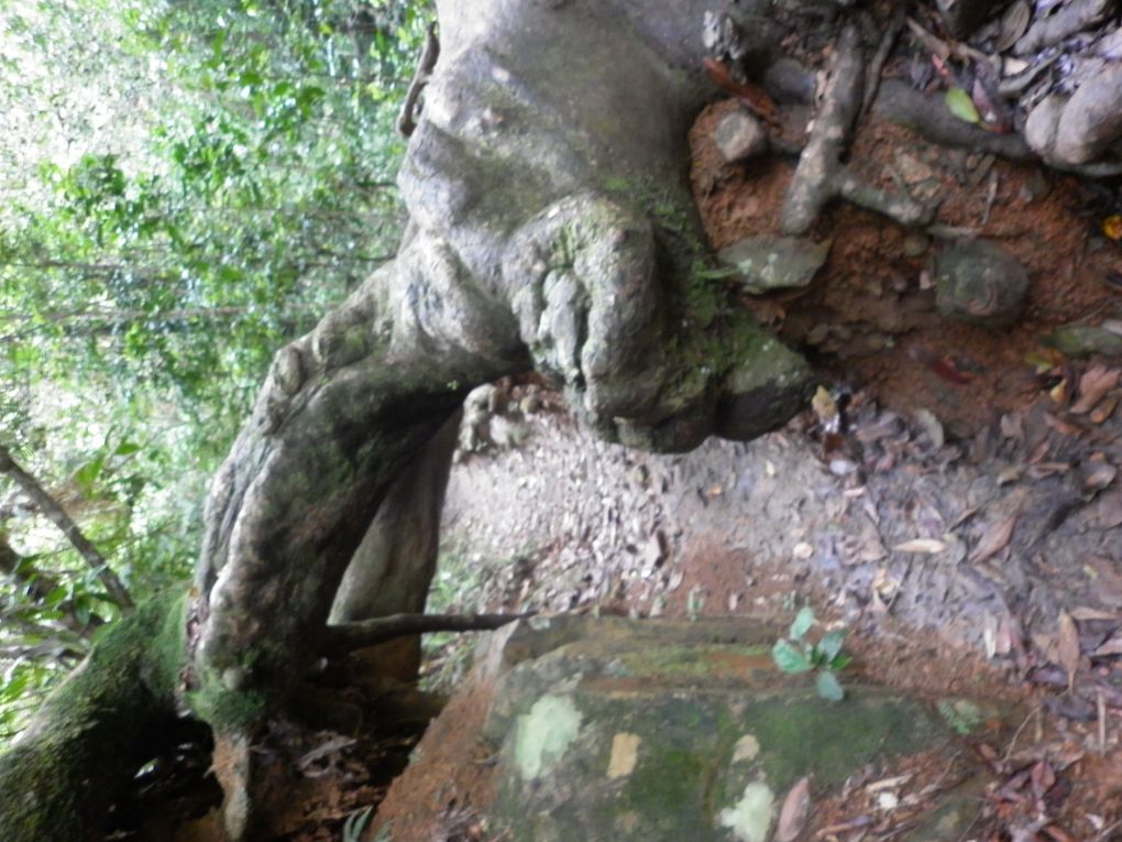 Album - Cairns---Rainforest.-Waterfalls--Beach