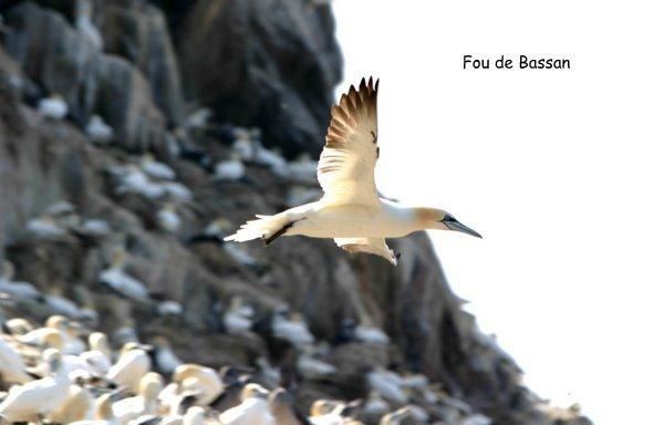 Album - Oiseaux aux Sept Iles