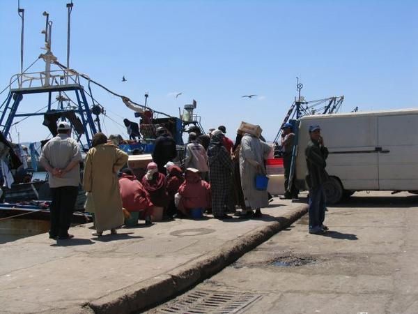 quelques 106 photos d'Essaouira, de son port, de ses mouettes et de ses chats plus ou moins mités