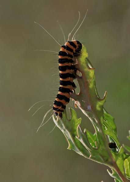 quelques photos de nature, animaux divers et plantes, réalisées pour la plus grande partie dans les environs de mon lieu de vie...
pour en voir plus suivre le lien "passion nature"....