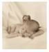 <p><strong>Voici une tite colelction de foto signe Anne Geddes de ma collection perso :)</strong></p>