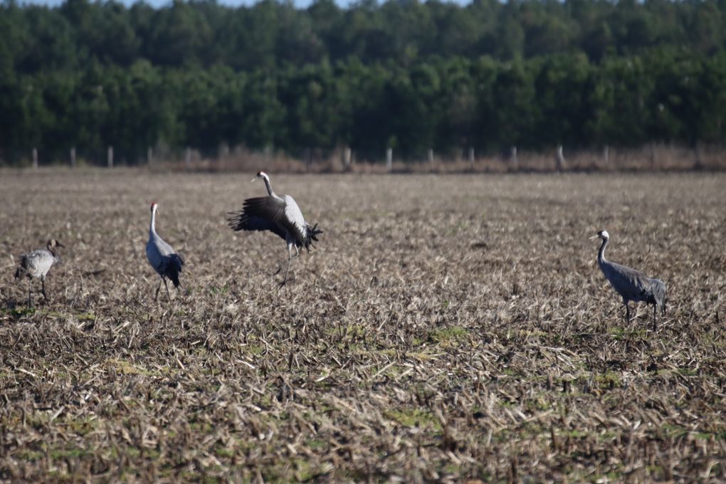 Les grues cendrées 