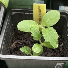Semis de concombre variété "Restina" dans le micro jardin urbain, deuxième essai