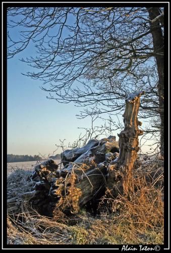 Album - Treve-sous-la-neige