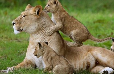Maman lionne et ses adorables lionceaux ! :)