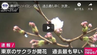 【SAKURA】【JAPON】【TOKYO】東京・多摩に大雪警報　2020年3月29日