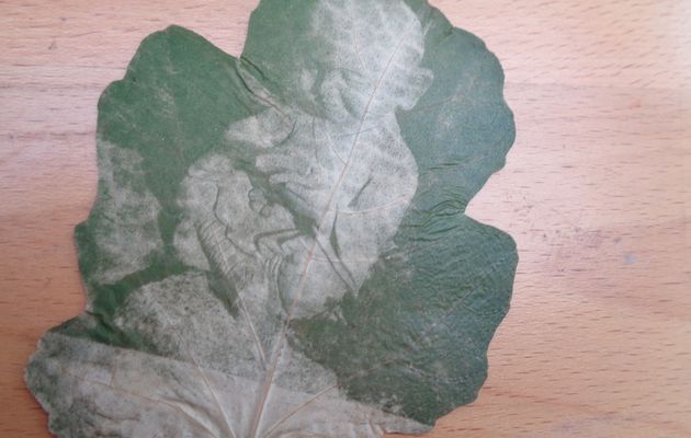 Photos sur feuilles de figuier