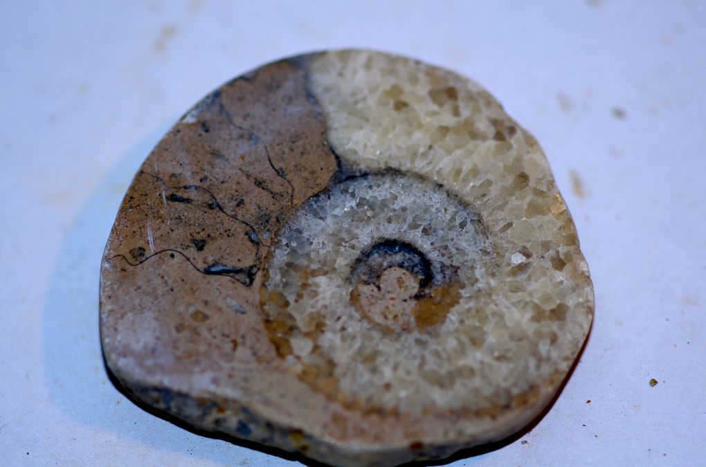 ammonites de france 