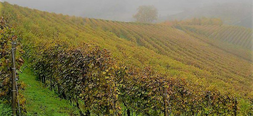 #Rose Cabernet Franc Producers Vermont Vineyards