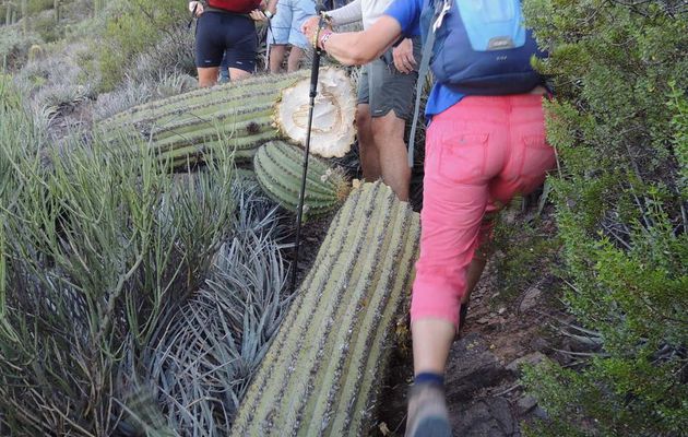 Le monde entier est un cactus ...