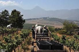 Le Vignoble en  Afrique du Sud