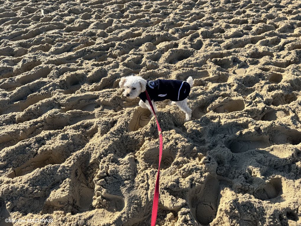 Loona sur la plage de Lacanau-Océan (Diaporama)
