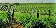 #Merlot Producers Central Valley California Vineyards p3