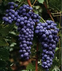 #Cabernet Franc Producers Washington Vineyards page 4
